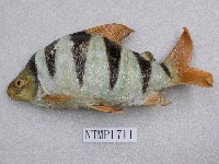 藏品(六帶複齒脂鯉)的圖片